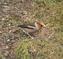 Kjernebiter (Coccothraustes coccothraustes)