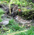 Pilfink (Passer montanus)