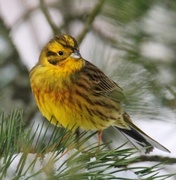 Yellowhammer (Emberiza citrinella)