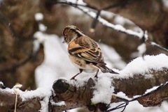 Bjørkefink (Fringilla montifringilla)