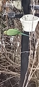 Rose-ringed parakeet (Psittacula krameri)