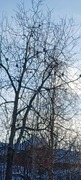 Bohemian Waxwing (Bombycilla garrulus)