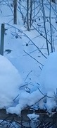 Bohemian Waxwing (Bombycilla garrulus)