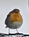 Rødstrupe (Erithacus rubecula)