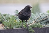 Svarttrost (Turdus merula)