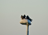 Stær (Sturnus vulgaris)