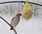 Pilfink (Passer montanus)