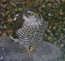 Spurvehauk (Accipiter nisus)