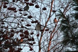 Sidensvans (Bombycilla garrulus)