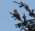 Flaggspett (Dendrocopos major)