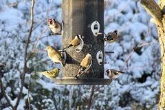 Stillits (Carduelis carduelis)