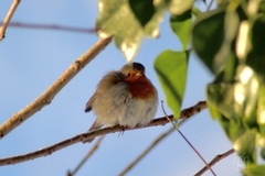Robin (Erithacus rubecula)