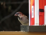 Gråspurv (Passer domesticus)