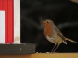 Rødstrupe (Erithacus rubecula)