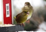 Grønnfink (Carduelis chloris)