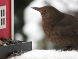 Svarttrost (Turdus merula)