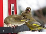 Grønnfink (Carduelis chloris)