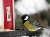 Kjøttmeis (Parus major)