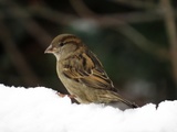 Gråspurv (Passer domesticus)