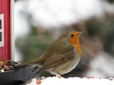 Rødstrupe (Erithacus rubecula)