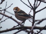 Kjernebiter (Coccothraustes coccothraustes)