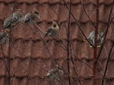 Sidensvans (Bombycilla garrulus)