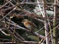 Bjørkefink (Fringilla montifringilla)