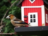 Kjernebiter (Coccothraustes coccothraustes)