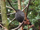 Svarttrost (Turdus merula)