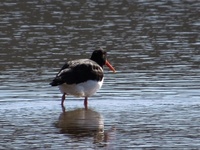 Tjeld (Haematopus ostralegus)