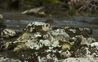 Grey Wagtail (Motacilla cinerea)