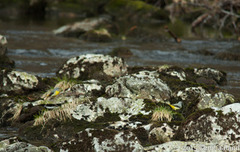 Grey Wagtail (Motacilla cinerea)