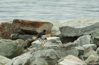 Eurasian Oystercatcher (Haematopus ostralegus)