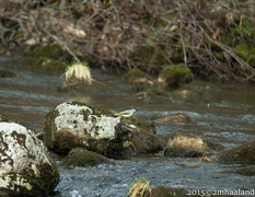 Grey Wagtail (Motacilla cinerea)