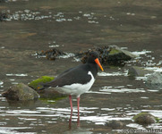Eurasian Oystercatcher (Haematopus ostralegus)