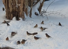 Bjørkefink (Fringilla montifringilla)