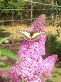 Svalestjert (Papilio machaon)