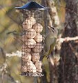 Gråspett (Picus canus)