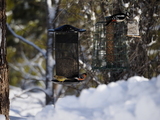 Grønnfink (Carduelis chloris)