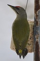 Gråspett (Picus canus)