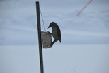 Gråspett (Picus canus)