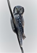 Northern Hawk Owl (Surnia ulula)