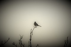 Great Grey Shrike (Lanius excubitor)