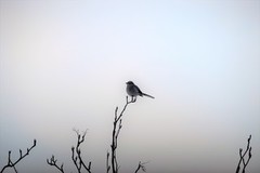 Great Grey Shrike (Lanius excubitor)