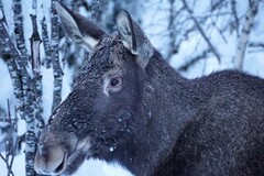 Moose (Alces alces)