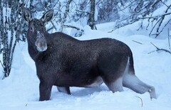 Moose (Alces alces)