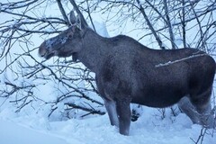 Moose (Alces alces)