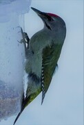 Grey-headed Woodpecker (Picus canus)