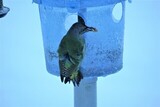 Gråspett (Picus canus)