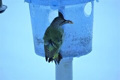 Gråspett (Picus canus)